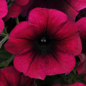 Wave Burgundy Velour Wave Petunia Jumbo 6 pack 17.99 sale price
